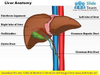 Liver Anatomy
Falciform Ligament
Right lobe of liver
Left lobe of liver
Gallbladder
Cystic Duct
Common Hepatic Duct
Common Bile Duct
 