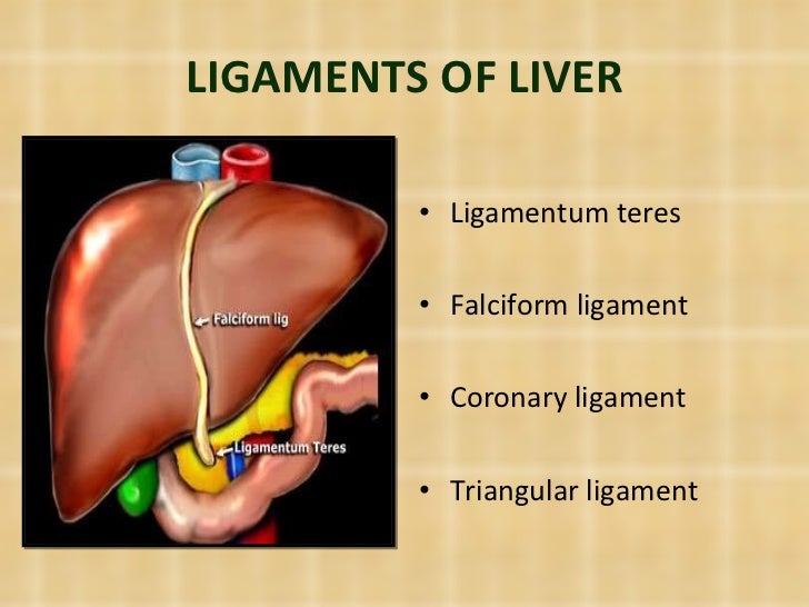 Liver anatomy, physiology and imporatance to anesthesia