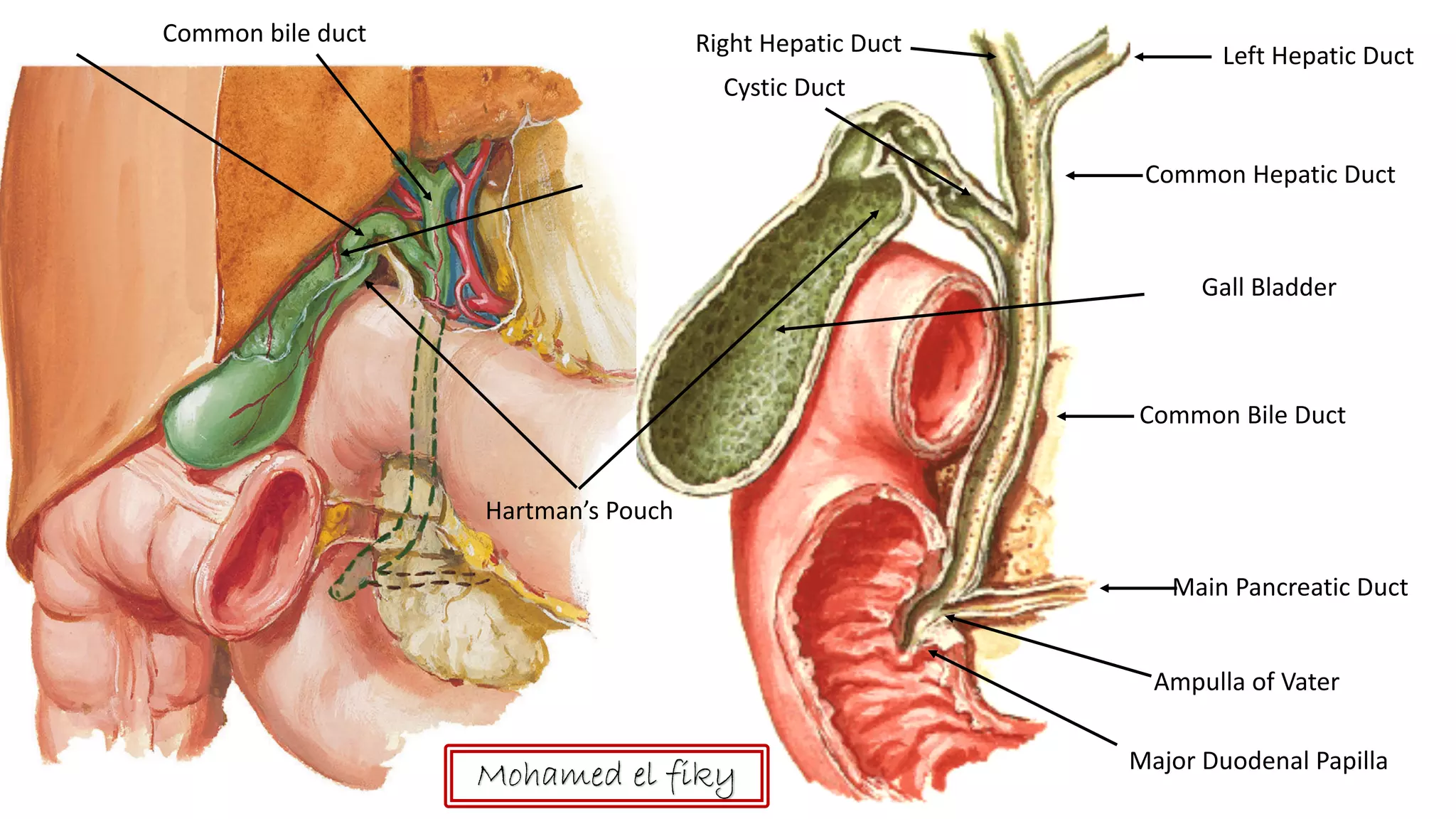anatomy-of-liver-and-biliary-system-pdf