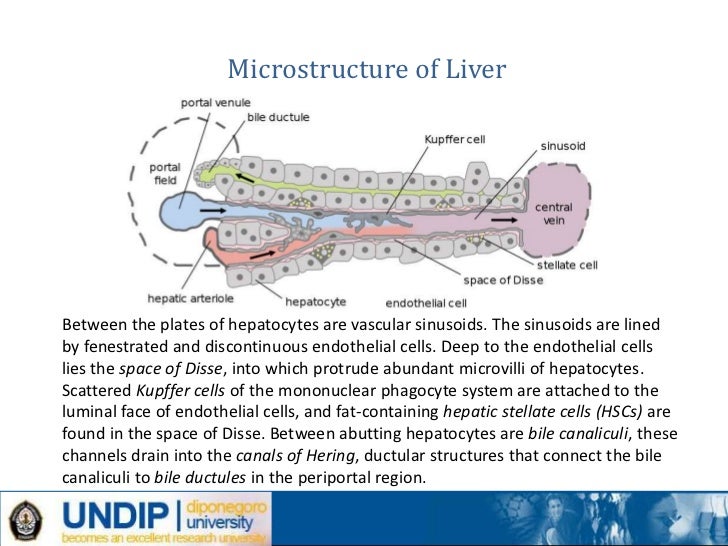 Liver and biliary tract pathology