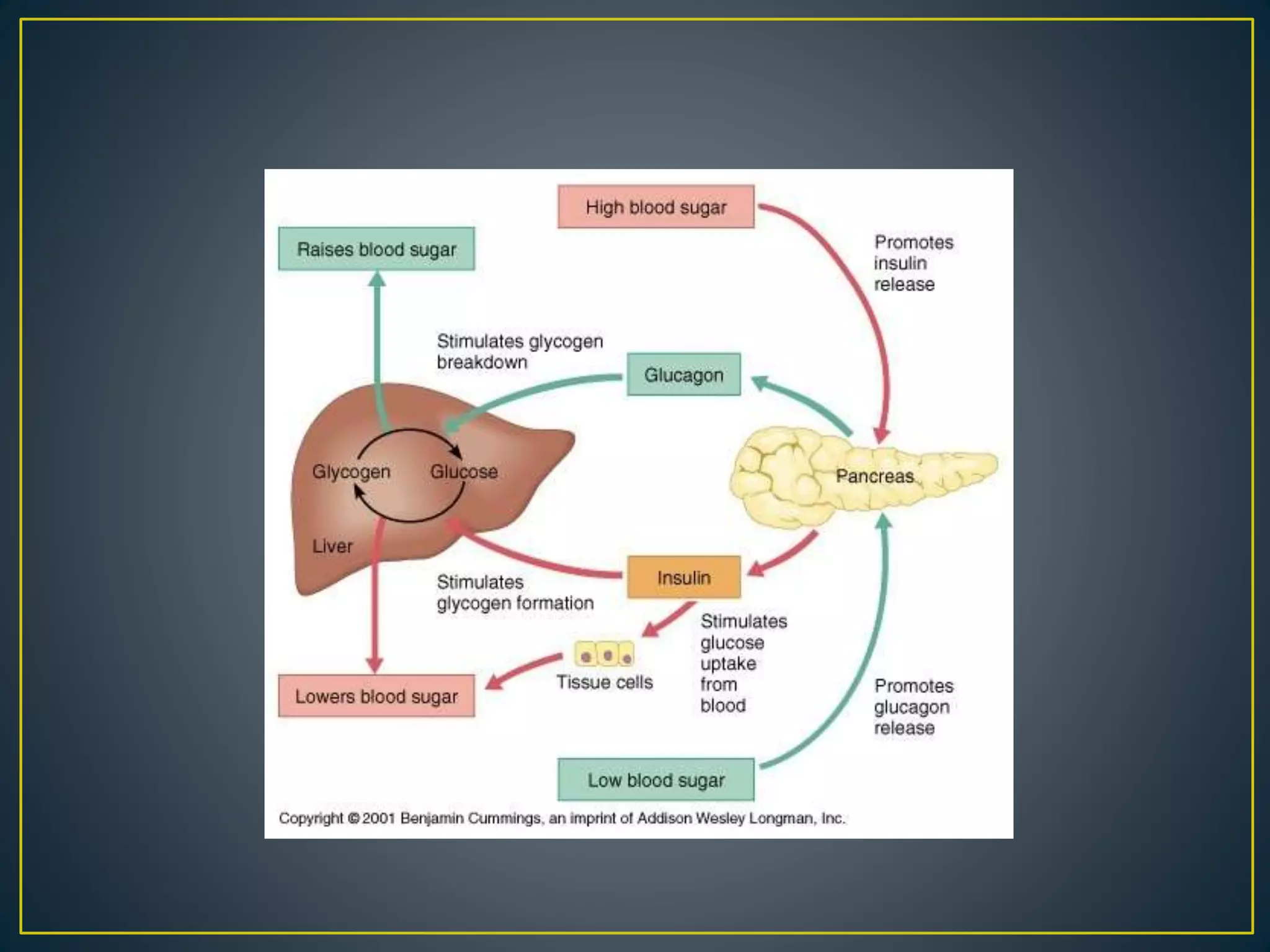 Liver visual data 4