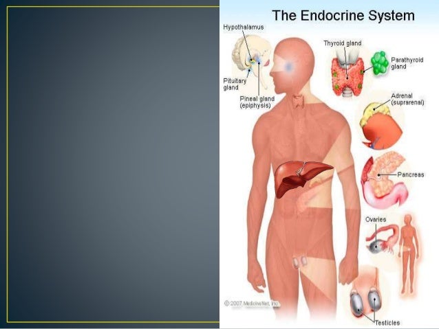 Liver and endocrine system