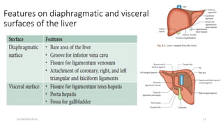 Features on diaphragmatic and visceral
surfaces of the liver
01/14/2022 09:41 11
 