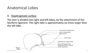 Anatomical Lobes
A. Diaphragmatic surface
The liver is divided into right and left lobes, by the attachment of the
falciform ligament. The right lobe is approximately six times larger than
the left lobe.
01/14/2022 09:41 13
 