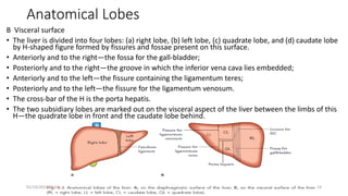 Anatomical Lobes
B Visceral surface
• The liver is divided into four lobes: (a) right lobe, (b) left lobe, (c) quadrate lobe, and (d) caudate lobe
by H-shaped figure formed by fissures and fossae present on this surface.
• Anteriorly and to the right—the fossa for the gall-bladder;
• Posteriorly and to the right—the groove in which the inferior vena cava lies embedded;
• Anteriorly and to the left—the fissure containing the ligamentum teres;
• Posteriorly and to the left—the fissure for the ligamentum venosum.
• The cross-bar of the H is the porta hepatis.
• The two subsidiary lobes are marked out on the visceral aspect of the liver between the limbs of this
H—the quadrate lobe in front and the caudate lobe behind.
01/14/2022 09:41 14
 