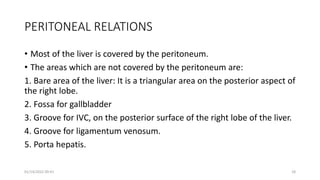 PERITONEAL RELATIONS
• Most of the liver is covered by the peritoneum.
• The areas which are not covered by the peritoneum are:
1. Bare area of the liver: It is a triangular area on the posterior aspect of
the right lobe.
2. Fossa for gallbladder
3. Groove for IVC, on the posterior surface of the right lobe of the liver.
4. Groove for ligamentum venosum.
5. Porta hepatis.
01/14/2022 09:41 18
 