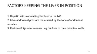FACTORS KEEPING THE LIVER IN POSITION
1. Hepatic veins connecting the liver to the IVC.
2. Intra-abdominal pressure maintained by the tone of abdominal
muscles.
3. Peritoneal ligaments connecting the liver to the abdominal walls.
01/14/2022 09:41 26
 