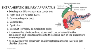 EXTRAHEPATIC BILIARY APPARATUS
• Extrahepatic biliary apparatus comprises
1. Right and left hepatic ducts.
2. Common hepatic duct.
3. Gallbladder.
4. Cystic duct.
5. Bile duct (formerly, common bile duct).
• It receives the bile from liver, stores and concentrates it in the
gallbladder, and then transmits it to the second part of the duodenum
when required.
• Its knowledge will assist with anatomical basis of some liver and gall
bladder diseases.
01/14/2022 09:41 29
 