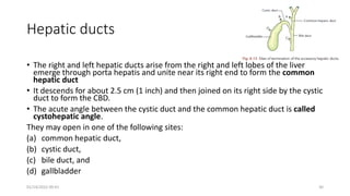 Hepatic ducts
• The right and left hepatic ducts arise from the right and left lobes of the liver
emerge through porta hepatis and unite near its right end to form the common
hepatic duct
• It descends for about 2.5 cm (1 inch) and then joined on its right side by the cystic
duct to form the CBD.
• The acute angle between the cystic duct and the common hepatic duct is called
cystohepatic angle.
They may open in one of the following sites:
(a) common hepatic duct,
(b) cystic duct,
(c) bile duct, and
(d) gallbladder
01/14/2022 09:41 30
 