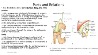 Parts and Relations
• It is divided into three parts: fundus, body, and neck.
Fundus
1. It is the expanded blind end of the organ. It projects
from the inferior border of the liver and touches the
anterior abdominal wall at the tip of the right 9th costal
cartilage, deep to the point where the right linea
semilunaris meets the costal margin.
2. It is completely surrounded by peritoneum.
3. It is related anteriorly to the anterior abdominal wall
and posteriorly to the transverse colon.
4. It is continuous through the body of the gallbladder
with the narrow neck.
Body
1. It is directed upward, backward, and to the left to
join the neck at the right end of the porta hepatis.
2. Its upper surface is related directly to the liver and is
devoid of the peritoneum.
3. Its undersurface is covered by the peritoneum and is
related to the second part of the duodenum.
01/14/2022 09:41 32
 