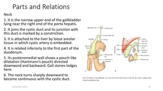 Parts and Relations
Neck
1. It is the narrow upper end of the gallbladder
lying near the right end of the porta hepatis.
2. It joins the cystic duct and its junction with
this duct is marked by a constriction.
3. It is attached to the liver by loose areolar
tissue in which cystic artery is embedded.
4. It is related inferiorly to the first part of the
duodenum.
5. Its posteromedial wall shows a pouch-like
dilatation (Hartmann’s pouch) directed
downward and backward. Gall stones lodges
here.
6. The neck turns sharply downward to
become continuous with the cystic duct.
01/14/2022 09:41 33
 