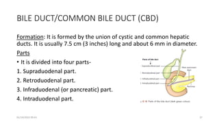 BILE DUCT/COMMON BILE DUCT (CBD)
Formation: It is formed by the union of cystic and common hepatic
ducts. It is usually 7.5 cm (3 inches) long and about 6 mm in diameter.
Parts
• It is divided into four parts-
1. Supraduodenal part.
2. Retroduodenal part.
3. Infraduodenal (or pancreatic) part.
4. Intraduodenal part.
01/14/2022 09:41 37
 