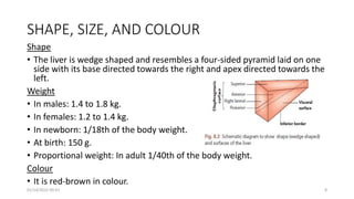 SHAPE, SIZE, AND COLOUR
Shape
• The liver is wedge shaped and resembles a four-sided pyramid laid on one
side with its base directed towards the right and apex directed towards the
left.
Weight
• In males: 1.4 to 1.8 kg.
• In females: 1.2 to 1.4 kg.
• In newborn: 1/18th of the body weight.
• At birth: 150 g.
• Proportional weight: In adult 1/40th of the body weight.
Colour
• It is red-brown in colour.
01/14/2022 09:41 8
 