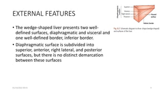 EXTERNAL FEATURES
• The wedge-shaped liver presents two well-
defined surfaces, diaphragmatic and visceral and
one well-defined border, inferior border.
• Diaphragmatic surface is subdivided into
superior, anterior, right lateral, and posterior
surfaces, but there is no distinct demarcation
between these surfaces
01/14/2022 09:41 9
 