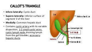 Triangle Callot Liver and extra hepatic biliary apparatus.pptx
