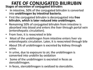 FATE OF CONJUGATED BILIRUBIN
Stages of excretion of conjugated bilirubin:
• In intestine, 50% of the conjugated bilirubin is converted
into urobilinogen by intestinal bacteria.
• First the conjugated bilirubin is deconjugated into free
bilirubin, which is later reduced into urobilinogen.
• Remaining 50% of conjugated bilirubin from intestine is
absorbed into blood and enters the liver through portal vein
(enterohepatic circulation).
• From liver, it is reexcreted in bile
• Most of the urobilinogen from intestine enters liver via
enterohepatic circulation. Later, it is reexcreted through bile
• About 5% of urobilinogen is excreted by kidney through
urine.
• In urine, due to exposure to air, the urobilinogen is
converted into urobilin by oxidation
• Some of the urobilinogen is excreted in feces as
stercobilinogen.
• In feces, stercobilinogen is oxidized to stercobilin.
 