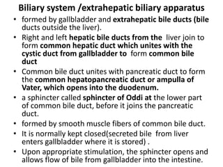 Biliary system /extrahepatic biliary apparatus
• formed by gallbladder and extrahepatic bile ducts (bile
ducts outside the liver).
• Right and left hepatic bile ducts from the liver join to
form common hepatic duct which unites with the
cystic duct from gallbladder to form common bile
duct
• Common bile duct unites with pancreatic duct to form
the common hepatopancreatic duct or ampulla of
Vater, which opens into the duodenum.
• a sphincter called sphincter of Oddi at the lower part
of common bile duct, before it joins the pancreatic
duct.
• formed by smooth muscle fibers of common bile duct.
• It is normally kept closed(secreted bile from liver
enters gallbladder where it is stored) .
• Upon appropriate stimulation, the sphincter opens and
allows flow of bile from gallbladder into the intestine.
 