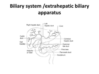 Biliary system /extrahepatic biliary
apparatus
 
