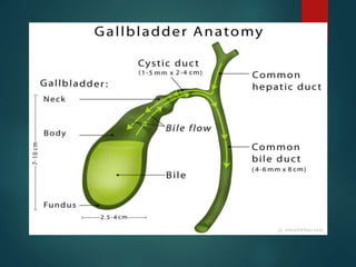 ANATOMY AND PHYSIOLOGY OF LIVER AND GALL BLADDER | PPTX