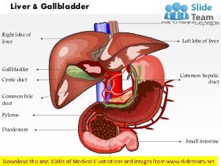 Liver & Gallbladder
Right lobe of
liver
Gallbladder
Cystic duct
Common bile
duct
Duodenum
Pylorus
Pancreas
Small intestine
Common hepatic
duct
Left lobe of liver
Esophagus
 