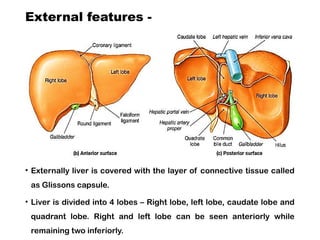 Glisson Digestive Powerhouses: Liver, Gallbladder, and Pancreas for Nursing ...