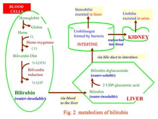 via bile duct to intestines
Stercobilin
excreted in feces
Urobilinogen
formed by bacteria KIDNEY
Urobilin
excreted in urine
BLOOD
CELLS
CO
Biliverdin IXα
Heme oxygenase
O2
Bilirubin
(water-insoluble)
NADP+
NADPH
Biliverdin
reductase
Heme
Globin
Hemoglobin
reabsorbed
into blood
LIVER
Bilirubin diglucuronide
(water-soluble)
2 UDP-glucuronic acid
Bilirubin
(water-insoluble)via blood
to the liver
INTESTINE
Fig. 2 metabolism of bilirubin
via bile duct to intestines
Stercobilin
excreted in feces
Urobilinogen
formed by bacteria KIDNEY
Urobilin
excreted in urine
BLOOD
CELLS
CO
Biliverdin IXα
Heme oxygenase
O2
Bilirubin
(water-insoluble)
NADP+
NADPH
Biliverdin
reductase
Heme
Globin
Hemoglobin
reabsorbed
into blood
LIVER
Bilirubin diglucuronide
(water-soluble)
2 UDP-glucuronic acid
Bilirubin
(water-insoluble)via blood
to the liver
INTESTINE
Fig. 2 metabolism of bilirubin
 