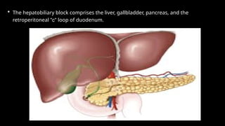 • The hepatobiliary block comprises the liver, gallbladder, pancreas, and the
retroperitoneal "c" loop of duodenum.
 