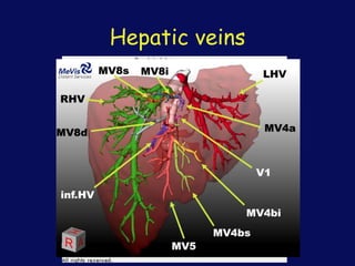 Hepatic veins
 
