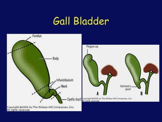 Gall Bladder
 