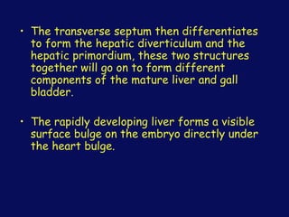 • The transverse septum then differentiates
to form the hepatic diverticulum and the
hepatic primordium, these two structures
together will go on to form different
components of the mature liver and gall
bladder.
• The rapidly developing liver forms a visible
surface bulge on the embryo directly under
the heart bulge.
 