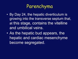 Parenchyma
• By Day 24, the hepatic diverticulum is
growing into the transverse septum that,
at this stage, contains the vitelline
and umbilical veins.
• As the hepatic bud appears, the
hepatic and cardiac mesenchyme
become segregated.
 