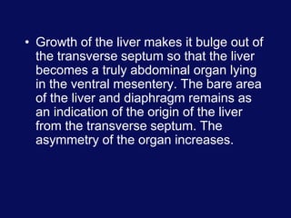 • Growth of the liver makes it bulge out of
the transverse septum so that the liver
becomes a truly abdominal organ lying
in the ventral mesentery. The bare area
of the liver and diaphragm remains as
an indication of the origin of the liver
from the transverse septum. The
asymmetry of the organ increases.
 