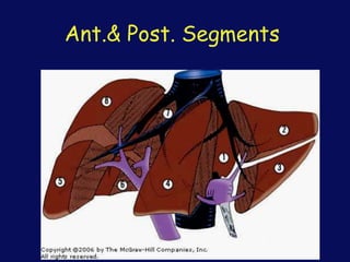 Ant.& Post. Segments
 