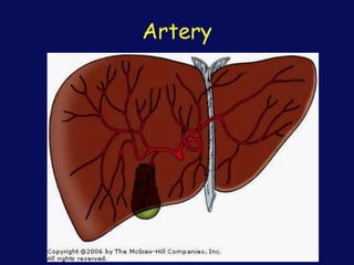 Artery
 