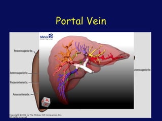 Portal Vein
 