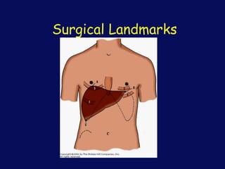 Surgical Landmarks
 