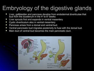 Embryology of the digestive glands
    Liver, gallbladder and pancreas develop from endodermal diverticulae that
     bud...