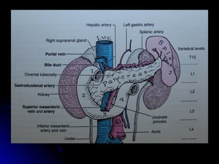 Liver, biliary system, pancreas and spleen
