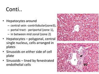 Conti..
• Hepatocytes around
– central vein -centrilobular(zone3),
– portal tract - periportal (zone 1),
– in between mid zonal (zone 2)
• Hepatocytes – polygonal, central
single nucleus, cells arranged in
plates
• Sinusoids on either side of cell
plate
• Sinusoids – lined by fenestrated
endothelial cells
P
BD
 