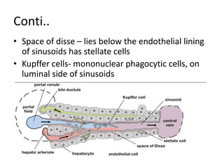 Conti..
• Space of disse – lies below the endothelial lining
of sinusoids has stellate cells
• Kupffer cells- mononuclear phagocytic cells, on
luminal side of sinusoids
 