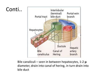 Conti..
Bile canaliculi – seen in between hepatocytes, 1-2 𝛍
diameter, drain into canal of hering, in turn drain into
bile duct
 