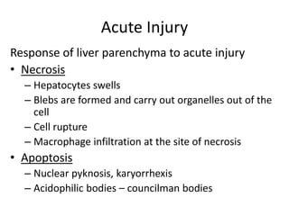 Acute Injury
Response of liver parenchyma to acute injury
• Necrosis
– Hepatocytes swells
– Blebs are formed and carry out organelles out of the
cell
– Cell rupture
– Macrophage infiltration at the site of necrosis
• Apoptosis
– Nuclear pyknosis, karyorrhexis
– Acidophilic bodies – councilman bodies
 
