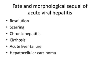 Fate and morphological sequel of
acute viral hepatitis
• Resolution
• Scarring
• Chronic hepatitis
• Cirrhosis
• Acute liver failure
• Hepatocellular carcinoma
 