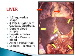 1.5 kg, wedge
shape
 4 lobes, Right, left,
Caudate, Quadrate.
 Double blood
supply
 Hepatic arteries
 Portal – Venous
blood
 Acini / Portal triad.
 Lobules – central. V
JG SAMBAD
 