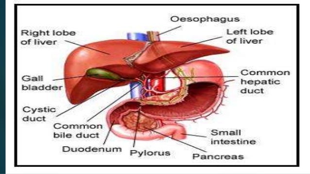 liver cirrhosis ppt