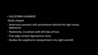 • FALCIFORM LIGAMENT:
-Sickle shaped
- Anteriorly connects with peritoneum behind the right rectus
abdominis
- Posteriorly, in contact with left lobe of liver.
- Free edge contain ligamentum teres
- Divides the subphrenic compartment into right and left
 