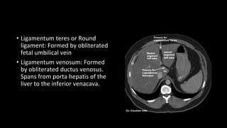 • Ligamentum teres or Round
ligament: Formed by obliterated
fetal umbilical vein
• Ligamentum venosum: Formed
by obliterated ductus venosus.
Spans from porta hepatis of the
liver to the inferior venacava.
 