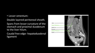 • Lesser omentum:
Double layered peritoneal sheath.
Spans from lesser curvature of the
stomach and proximal duodenum
to the liver hilum.
Caudal free edge- hepatoduodenal
ligament
 