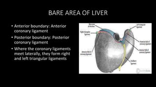 BARE AREA OF LIVER
• Anterior boundary: Anterior
coronary ligament
• Posterior boundary: Posterior
coronary ligament
• Where the coronary ligaments
meet laterally, they form right
and left triangular ligaments
 