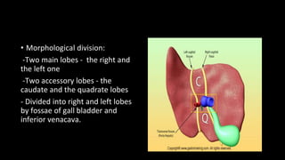 • Morphological division:
-Two main lobes - the right and
the left one
-Two accessory lobes - the
caudate and the quadrate lobes
- Divided into right and left lobes
by fossae of gall bladder and
inferior venacava.
 